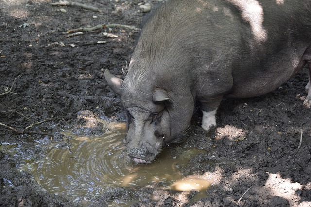 顶级俱乐部 顶级俱乐部